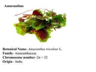 Amaranthus
Botanical Name- Amaranthus tricolour L.
Family- Amaranthaceae
Chromosome number -2n = 32
Origin - India
 