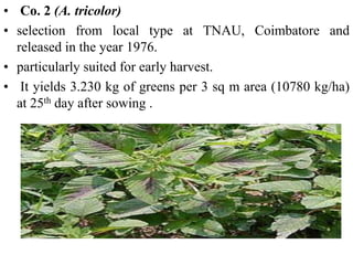 cultivation of amaranthus