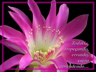 Todavia,
tropeçando,
errando,
estou
aprendendo…
 