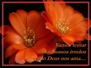 Vamos tentar
amar nossos irmãos
como Deus nos ama…
 