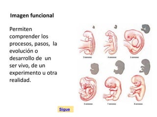 Imagen funcional
Permiten
comprender los
procesos, pasos, la
evolución o
desarrollo de un
ser vivo, de un
experimento u otra
realidad.
Sigue
 