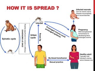 HOW IT IS SPREAD ?
Sylvatic cycle
Urban
cycle
By blood transfusion
Sexual practice
Infected
Bybiting
Healthy adult
Typically mild
transient viremia
serve disease rare
Pregnancy
Mild transplacental
transmission to
developing fetus
prolonged viremia
Infected neonate
Can be viremic serve
disease microcephaly
and neural disorder,
ZONEOFEMERGENCE
Changeinvectorstoandrophillicfeeding
 