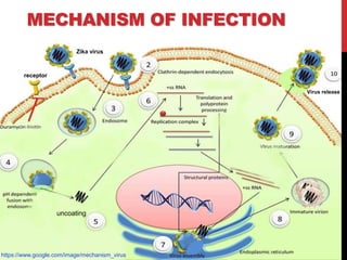 MECHANISM OF INFECTION
Virus release
Zika virus
receptor
uncoating
https://www.google.com/image/mechanism_virus
 