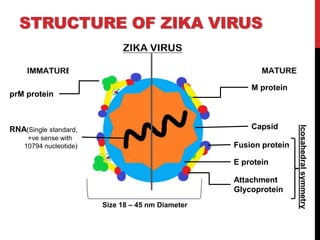 STRUCTURE OF ZIKA VIRUS
RNA(Single standard,
+ve sense with
10794 nucleotide)
M protein
prM protein
Capsid
Fusion protein
E protein
Attachment
Glycoprotein
Size 18 – 45 nm Diameter
Icosahedralsymmetry
 