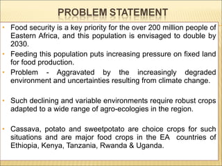 Enhancing food security through improved seed systems of appropriate varieties of cassava, potato and sweet potato resilient to climate change in eastern Africa