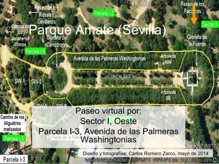 Parque Amate (Sevilla)
Paseo virtual por:
Sector I, Oeste
Parcela I-3, Avenida de las Palmeras
Washingtonias
Diseño y fotografías: Carlos Romero Zarco, mayo de 2014
 