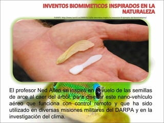 El profesor Ned Allen se inspiró en el vuelo de las semillas de arce al caer del árbol, para diseñar este nano-vehículo aéreo que funciona con control remoto y que ha sido utilizado en diversas misiones militares del DARPA y en la investigación del clima. FUENTE: http://www.ison21.es/2009/01/12/la-naturaleza-inspira-la-innovacion-9-ejemplos-de-biomimetismo/ 