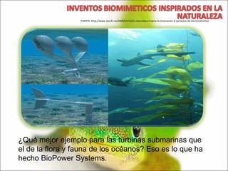 ¿Qué mejor ejemplo para las turbinas submarinas que el de la flora y fauna de los océanos? Eso es lo que ha hecho BioPower Systems. FUENTE: http://www.ison21.es/2009/01/12/la-naturaleza-inspira-la-innovacion-9-ejemplos-de-biomimetismo/ 