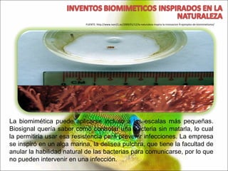 La biomimética puede aplicarse incluso a las escalas más pequeñas. Biosignal quería saber como controlar una bacteria sin matarla, lo cual la permitiría usar esa resistencia para prevenir infecciones. La empresa se inspiró en un alga marina, la delisea pulchra, que tiene la facultad de anular la habilidad natural de las bacterias para comunicarse, por lo que no pueden intervenir en una infección. FUENTE: http://www.ison21.es/2009/01/12/la-naturaleza-inspira-la-innovacion-9-ejemplos-de-biomimetismo/ 