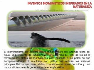 El biomimetismo del océano opera también para las turbinas fuera del agua. El presidente de WhalePower, el Dr. Frank E. Fish, se fijó en la forma de las aletas de las ballenas para aplicarla a las palas de sus aerogeneradores. El resultado son palas que utilizan los mismos principios físicos que esas aletas, con un menor nivel de ruido y una mayor eficiencia en la generación de energía eólica. FUENTE: http://www.ison21.es/2009/01/12/la-naturaleza-inspira-la-innovacion-9-ejemplos-de-biomimetismo/ 