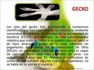Los pies del gecko han bioinspirado a numerosos científicos, que han reproducido la estructura mediante nanotubos de carbono. El stickybot de la Universidad de Stanford (EEUU), por ejemplo, es una salamanquesa robótica que trata de imitar a su modelo natural, pero ni de lejos alcanza el poder de la cinta adhesiva sin pegamento desarrollada en la Universidad de Ohio (EEUU): un centímetro cuadrado de esta cinta es capaz de soportar hasta tres kilos y medio de peso. Las aplicaciones harían por fin realidad el calificativo de universal que exhiben algunos tubos de pegamento. Ya se habla de su uso en el espacio. FUENTE:PATA DE GECKO http://www.iconocast.com/B000000000000067_ES/C1/News1_Update_1.jpg 