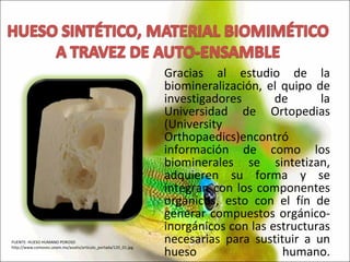 Gracias al estudio de la biomineralización, el quipo de investigadores de la Universidad de Ortopedias (University Orthopaedics)encontró información de como los biominerales se sintetizan, adquieren su forma y se integran con los componentes orgánicos, esto con el fín de generar compuestos orgánico-inorgánicos con las estructuras necesarias para sustituir a un hueso humano. FUENTE: HUESO HUMANO POROSO http://www.comoves.unam.mx/assets/articulo_portada/120_01.jpg 