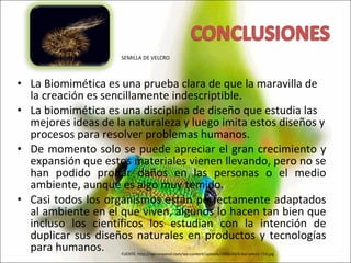La Biomimética es una prueba clara de que la maravilla de la creación es sencillamente indescriptible. La biomimética es una disciplina de diseño que estudia las mejores ideas de la naturaleza y luego imita estos diseños y procesos para resolver problemas humanos. De momento solo se puede apreciar el gran crecimiento y expansión que estos materiales vienen llevando, pero no se han podido probar daños en las personas o el medio ambiente, aunque es algo muy temido. Casi todos los organismos están perfectamente adaptados al ambiente en el que viven, algunos lo hacen tan bien que incluso los científicos los estudian con la intención de duplicar sus diseños naturales en productos y tecnologías para humanos. FUENTE: http://ngenespanol.com/wp-content/uploads/2008/04/4-bur-velcro-714.jpg SEMILLA DE VELCRO 
