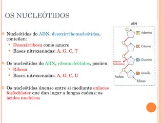 OS NUCLEÓTIDOS Nucleótidos do  ADN ,  desoxirribonucleótidos , conteñen: Desoxirribosa  como azucre Bases nitroxenadas:  A, G, C, T Os nucleótidos do  ARN ,  ribonucleótidos , posúen Ribosa   Bases nitroxenadas:  A, G, C, U Os nucleótidos únense entre si mediante  enlaces fosfodiéster  que dan lugar a longas cadeas: os  ácidos nucleicos 