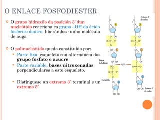 O ENLACE FOSFODIESTER O  grupo hidroxilo da posición 3’ dun nucleótido  reacciona co  grupo –OH do ácido fosfórico doutro , liberándose unha molécula de auga O  polinucleótido  queda constituído por: Parte fixa : esqueleto con alternancia dos  grupo fosfato e azucre Parte variable:  bases nitroxenadas  perpendiculares a este esqueleto. Distínguese un  extremo 3´  terminal e un  extremo 5´ 