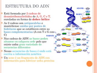 ESTRUTURA DO ADN Está formada por  2 cadeas de desoxirribonucleótidos  de  A, G, C e T,  enroladas en forma de  dobre hélice As 2 cadeas son  antiparalelas  e mantéñense  unidas por pontes de hidróxeno  que se establecen entre as  bases complementarias  (A con T e G con C) Nas cadeas de ADN  as bases poden situarse en calquera orde  polo que existe unha  gran variedade de secuencias diferentes Nesas  secuencias de bases é onde está escrita a información xenética Un  xene é un fragmento de ADN con información para fabricar unha proteína 