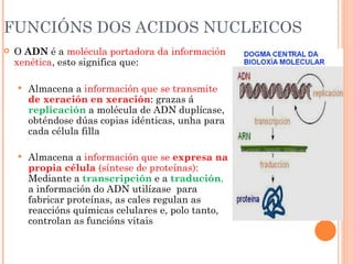 FUNCIÓNS DOS ACIDOS NUCLEICOS O  ADN  é a  molécula portadora da información xenética , esto significa que: Almacena a  información que se transmite  de xeración en xeración : grazas á  replicación  a molécula de ADN duplícase, obténdose dúas copias idénticas, unha para cada célula filla Almacena a  información que se  expresa na propia célula  (síntese de proteínas):  Mediante a  transcripción   e a  tradución ,  a información do ADN utilízase  para fabricar proteínas, as cales regulan as reaccións químicas celulares e, polo tanto, controlan as funcións vitais 