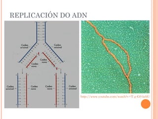 REPLICACIÓN DO ADN http://www.youtube.com/watch?v=T-g-G0-kehU 