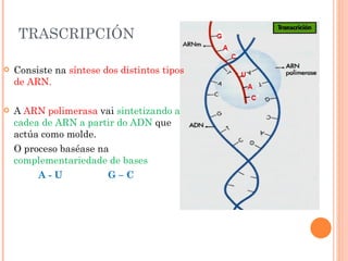TRASCRIPCIÓN Consiste na  síntese dos distintos tipos de ARN. A  ARN polimerasa  vai  sintetizando a cadea de ARN a partir do ADN  que actúa como molde. O proceso baséase na  complementariedade de bases A - U  G – C 