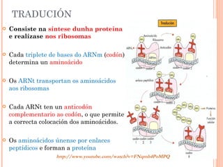 TRADUCIÓN Consiste na  síntese dunha proteína  e realízase  nos ribosomas Cada  triplete de bases do ARNm  ( codón ) determina un  aminoácido Os  ARNt transportan os aminoácidos aos ribosomas Cada ARNt ten un  anticodón complementario ao codón , o que permite a correcta colocación dos aminoácidos. Os  aminoácidos únense por enlaces peptídicos  e forman a  proteína http://www.youtube.com/watch?v=FNqmh4PoMPQ 