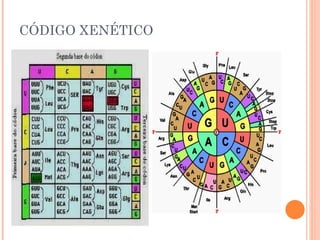 CÓDIGO XENÉTICO 