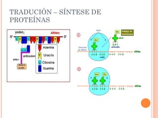 TRADUCIÓN – SÍNTESE DE PROTEÍNAS 