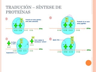 TRADUCIÓN – SÍNTESE DE PROTEÍNAS 