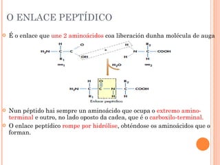 O ENLACE PEPTÍDICO É o enlace que  une 2 aminoácidos  coa liberación dunha molécula de auga Nun péptido hai sempre un aminoácido que ocupa o  extremo amino-terminal  e outro, no lado oposto da cadea, que é o  carboxilo-terminal. O enlace peptídico  rompe por hidrólise , obténdose os aminoácidos que o forman. 