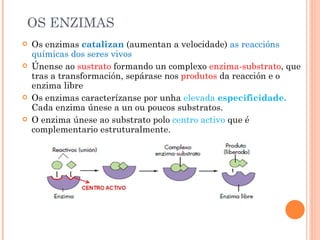 OS ENZIMAS Os enzimas  catalizan   (aumentan a velocidade)  as reaccións químicas dos seres vivos Únense ao  sustrato  formando un complexo  enzima-substrato , que tras a transformación, sepárase nos  produtos  da reacción e o enzima libre Os enzimas caracterízanse por unha  elevada  especificidade.  Cada enzima únese a un ou poucos substratos. O enzima únese ao substrato polo  centro activo  que é complementario estruturalmente. 