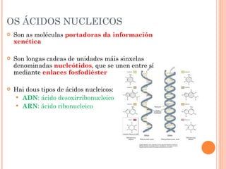 OS ÁCIDOS NUCLEICOS Son as moléculas  portadoras da información xenética Son longas cadeas de unidades máis sinxelas denominadas  nucleótidos , que se unen entre sí mediante  enlaces fosfodiéster Hai dous tipos de ácidos nucleicos: ADN : ácido desoxirribonucleico ARN : ácido ribonucleico 