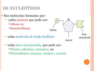 OS NUCLEÓTIDOS Son moléculas formadas por: unha  pentosa  que pode ser: ribosa ou  desoxirribosa ,  unha  molécula de ácido fosfórico unha  base nitroxenada , que pode ser: Púrica: adenina e guanina , ou Pirimidínica: citosina, timina e uracilo  