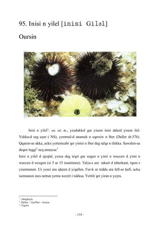 - 134 -
95. Inisi n yilel [Gə]
Oursin
Inisi n yilel1
: sm. ml. ds., yesdukkel gar yisem inisi akked yisem ilel.
Yekka-d seg uéar ( NS), yemmal-d anamek n u$ersiw n lber (Dallet sb.576).
Qqaren-as akka, acku yettemcabi $er yinisi n lber deg tal$a n tfekka. Sawalen-as
da$en luggi2
ne$ ameôcac3
Inisi n yilel d aje$lal, yesεa deg te$zi gar uzgen n yimi n wuccen d yimi n
wuccen d wezgen (si 5 ar 15 isuntimen). Talγa-s am takurt d taberkant, t$um s
yisennanen. Ur yesεi ara ivaôen d yi$allen. £ur-k ur teddu ara fell-as êafi, acku
isennanen ines nettun yerna weεôit i tukksa. Yettili $er yiran n yeéra.
1
-Akkqbayli.
2
-Delles – Aéeffun - Azaγar.
3
-Tigzirt.
 
