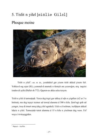 - 27 -
5. Tislit n yilel [өөGə]
Phoque moine
Tislit n yilel1
: sm. nt. ds., yesdukkel gar yisem tislit akked yisem ilel.
Yekka-d seg uéar (SL), yemmal-d anamek n tleméit ara yezewoen, ne$ taqcict
izaden di ûûifa (Dallet sb.772). Qqaren-as akka acku tezyen.
Tislit n yilel d tamsuîîavt. Tesεa deg te$zi gar ukkué d svis n yi$allen (si2 ar 3 n
lmitrat), ma deg taéeyt tezmer ad tawev alamma d 300 n kilu. Üenf-agi qrib ad
yenger, ixuû di tmurt nne$ (deg yilel agrakal). Uççi-s d iselman, ixefvaôen akked
leêcic n yilel. Tamecîuêt tetett alamma d 15 n kilu n yiselman deg wass. £ef
waya i tt-tteûeggiden.
1
-Bgayet – Aéeffun.
 