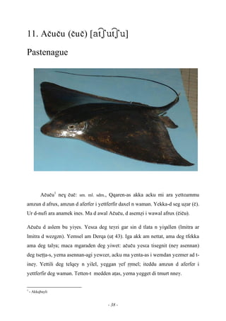 - 38 -
11. Açuçu (çuç) [tt]
Pastenague
Açuçu1
ne$ çuç: sm. ml. sdm., Qqaren-as akka acku mi ara yettεummu
amzun d afrux, amzun d aferfer i yettferfir daxel n waman. Yekka-d seg uéar (ç).
Ur d-nufi ara anamek ines. Ma d awal Açuçu, d aseméi i wawal afrux (çiçu).
Açuçu d aslem bu yiγes. Yesεa deg teγzi gar sin d tlata n yi$allen (lmitra ar
lmitra d wezgzn). Yemsel am Derqa (uî 43). Iga akk am nettat, ama deg tfekka
ama deg talγa; maca mgaraden deg yiwet: açuçu yesεa tisegnit (neγ asennan)
deg tseîîa-s, yerna asennan-agi yewεer, acku ma yenta-as i wemdan yezmer ad t-
ineγ. Yettili deg telqey n yilel, yeggan γef ôômel; iteddu amzun d aferfer i
yettferfir deg waman. Tetten-t medden aîas, yerna yegget di tmurt nneγ.
1
- Akkqbayli
 