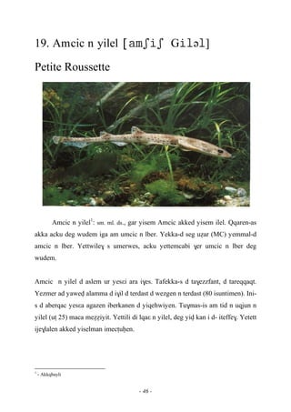 - 46 -
19. Amcic n yilel Gə]
Petite Roussette
Amcic n yilel1
: sm. ml. ds., gar yisem Amcic akked yisem ilel. Qqaren-as
akka acku deg wudem iga am umcic n lber. Yekka-d seg uéar (MC) yemmal-d
amcic n lber. Yettwile$ s umerwes, acku yettemcabi $er umcic n lber deg
wudem.
Amcic n yilel d aslem ur yesεi ara i$es. Tafekka-s d ta$ezzfant, d tareqqaqt.
Yezmer ad yawev alamma d i$il d terdast d wezgen n terdast (80 isuntimen). Ini-
s d aberqac yesεa agazen iberkanen d yiqehwiyen. Tu$mas-is am tid n uqjun n
yilel (uî 25) maca meééiyit. Yettili di lqaε n yilel, deg yiv kan i d- iteffe$. Yetett
ije$lalen akked yiselman imecîuêen.
1
- Akkqbayli
 