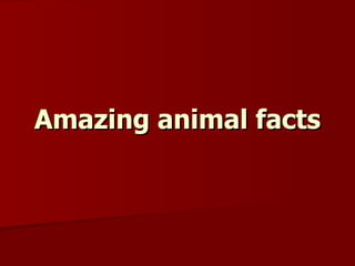 Amazing animal facts 