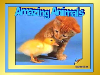 sweetcat Amazing Animals 