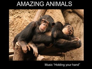 AMAZING ANIMALS Music “Holding your hand” 