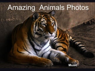 Amazing  Animals Photos Music 