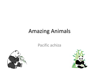Amazing Animals

   Pacific achiza
 
