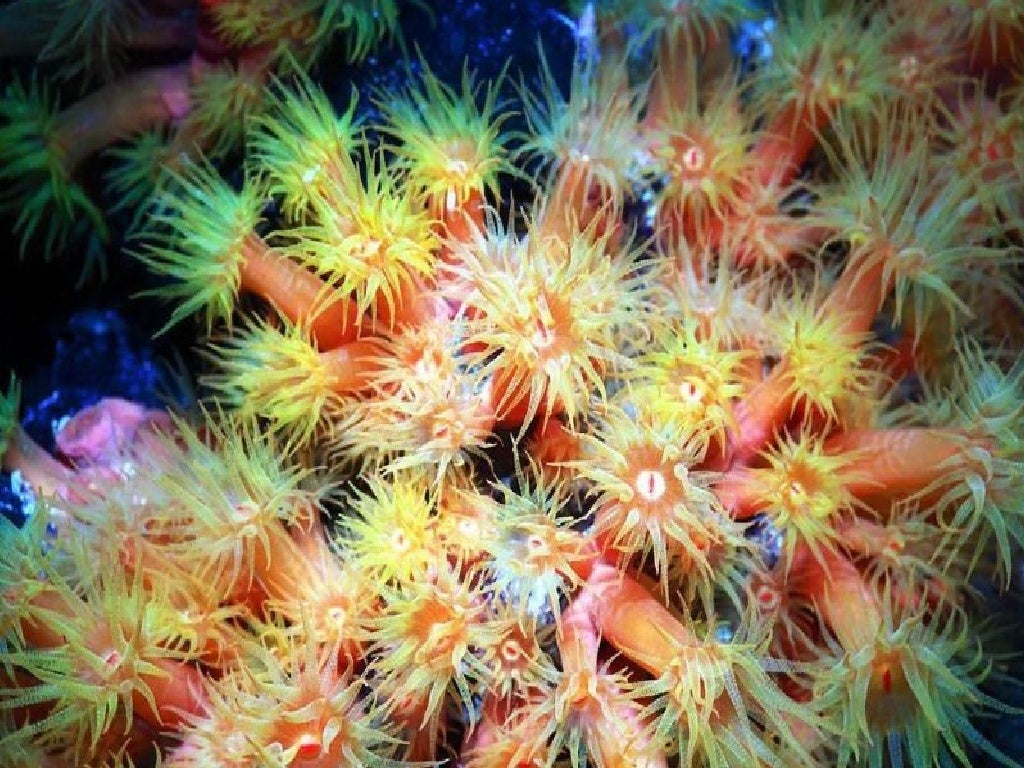 Amazing Flowers Under The Deep Sea