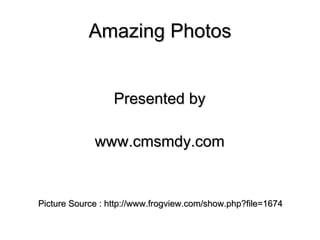 Amazing Photos Presented by www.cmsmdy.com Picture Source : http://www.frogview.com/show.php?file=1674 