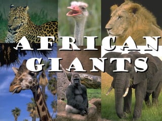 AfricanAfrican
GiantsGiants
 
