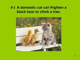 what is my fav animal quiz