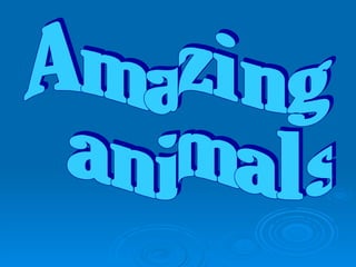 Amazing animals 