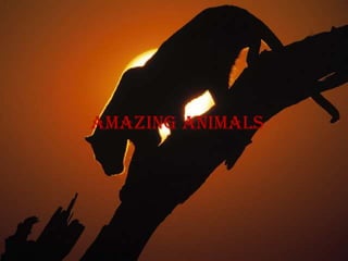 Amazing animals
 