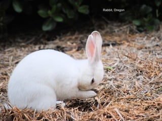 Amazing animals | PPT