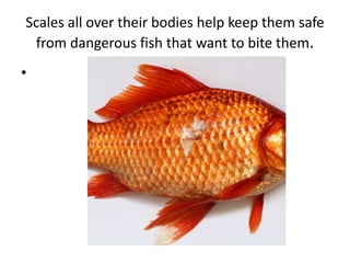 Scales all over their bodies help keep them safe
from dangerous fish that want to bite them.
•
 