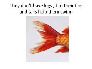 They don’t have legs , but their fins
and tails help them swim.
 