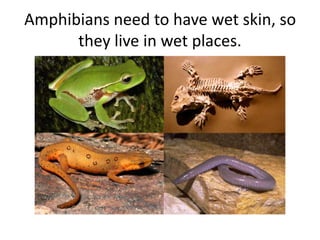 Amphibians need to have wet skin, so
they live in wet places.
 